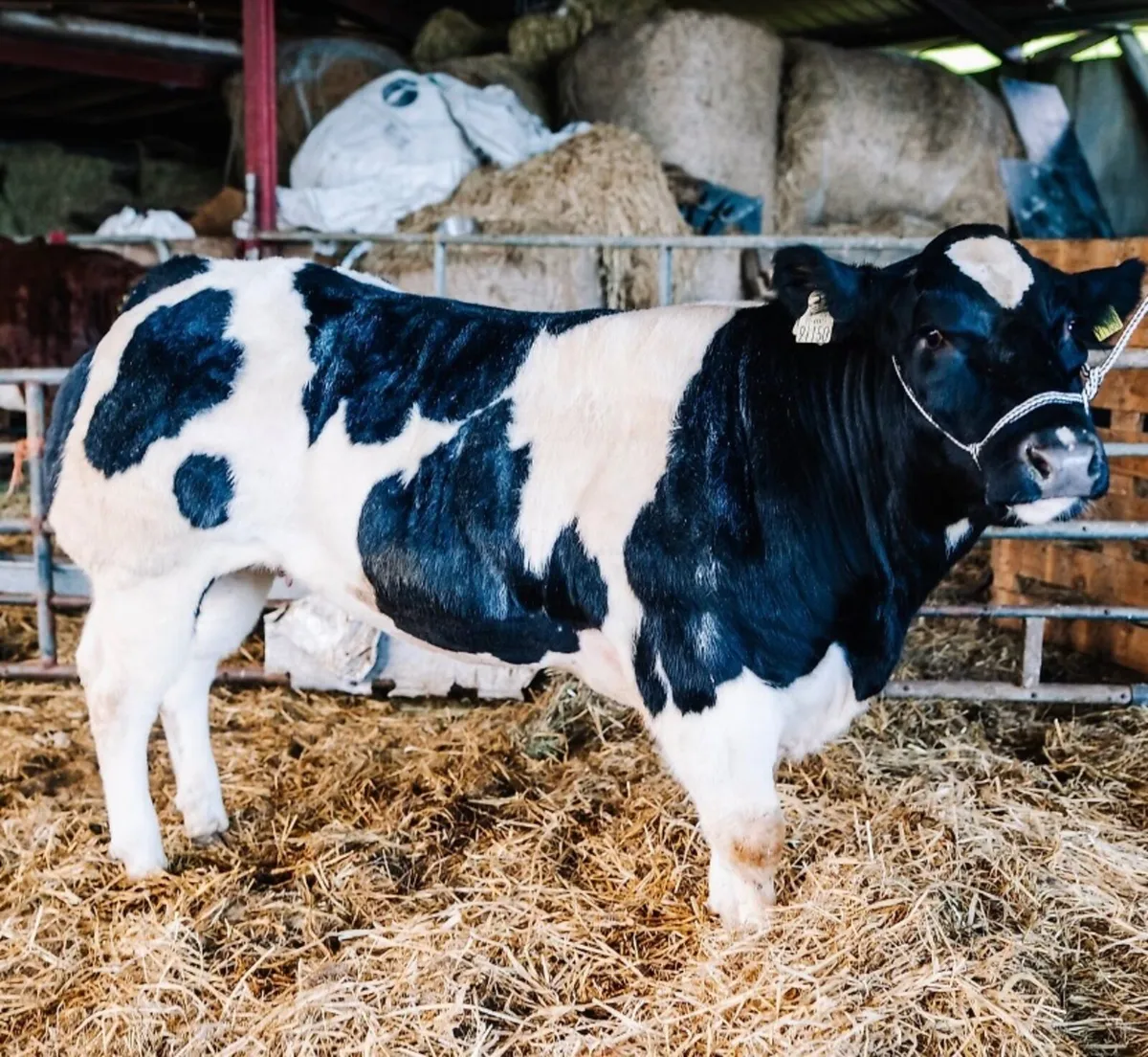 🌟Lot 417 Carrick 24th November 🌟 - Image 2