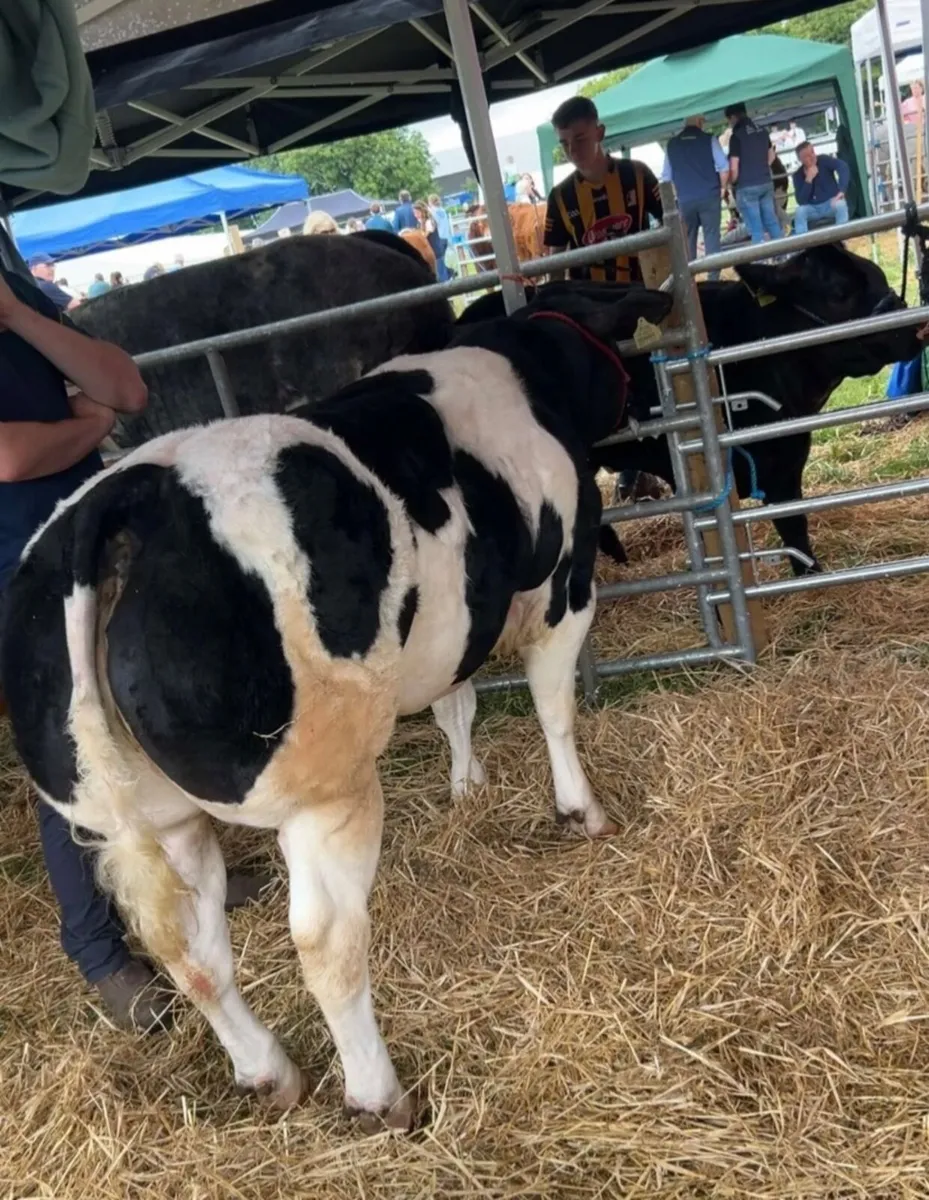 🌟Lot 417 Carrick 24th November 🌟 - Image 3