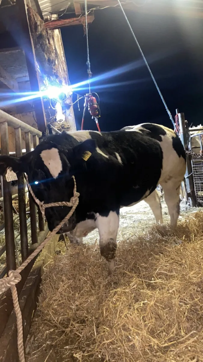 🌟Lot 417 Carrick 24th November 🌟 - Image 4