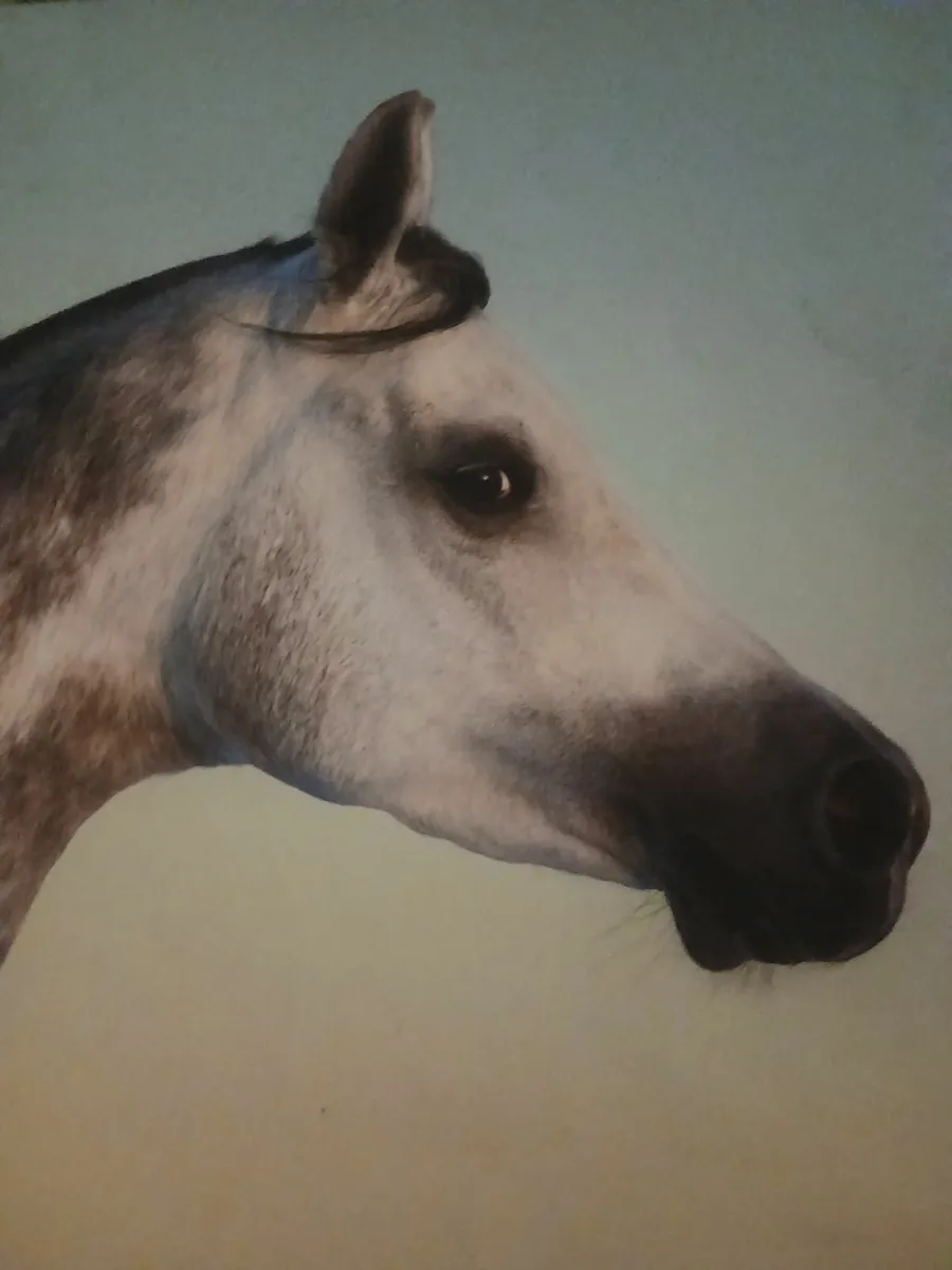 Horses rehomed - Image 1