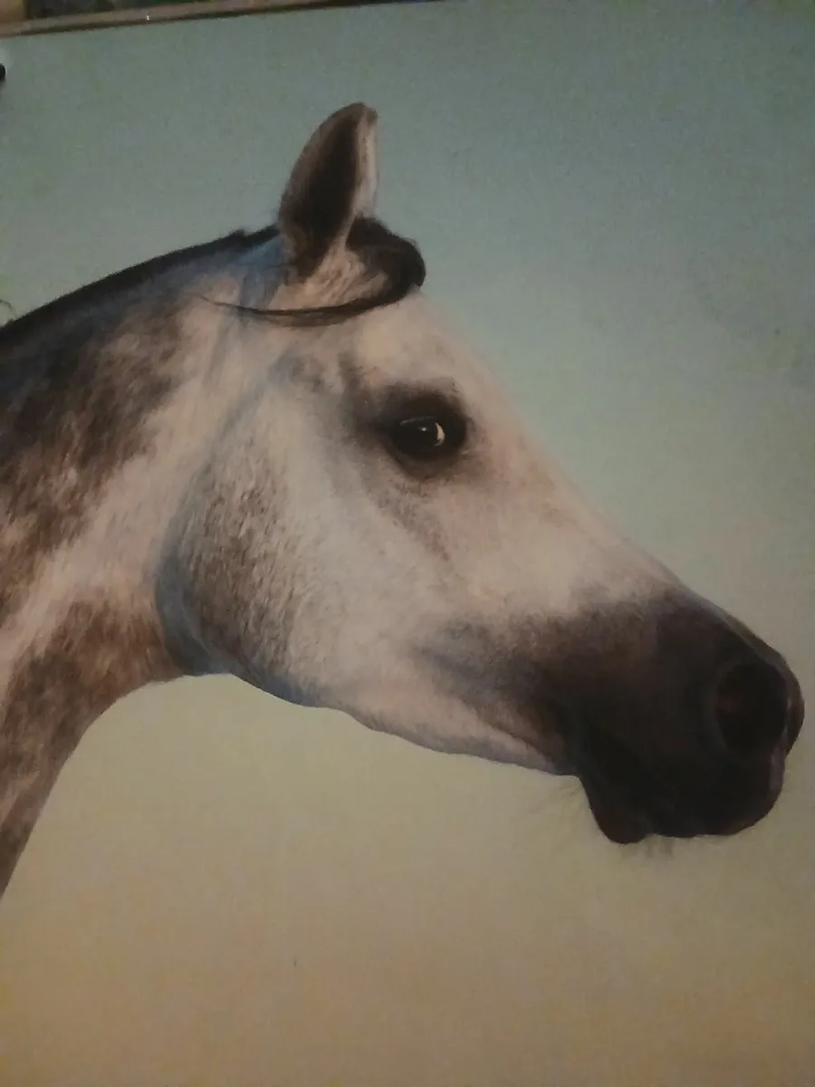 Horses rehomed - Image 2