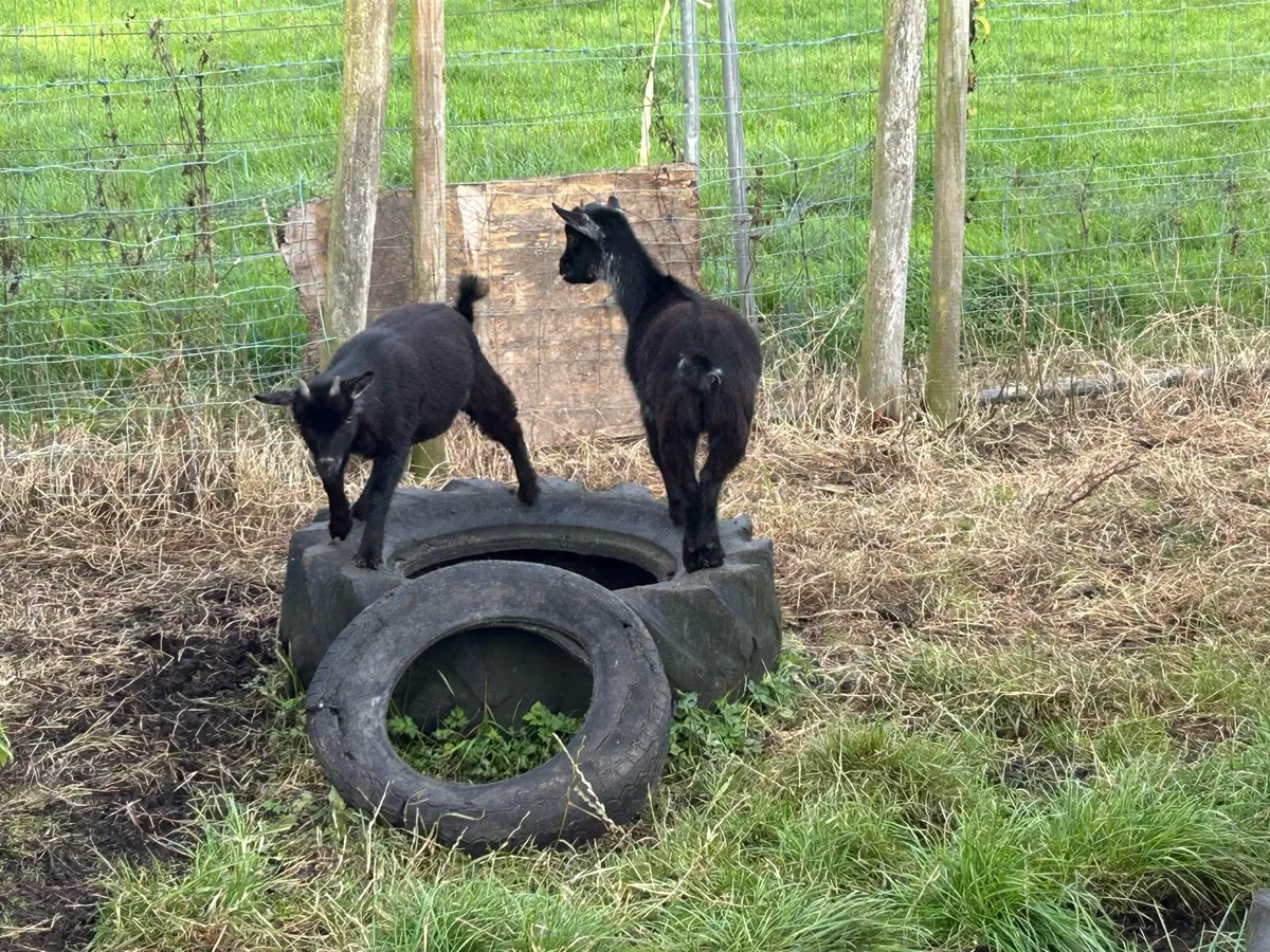 Pygmy goats - Image 1