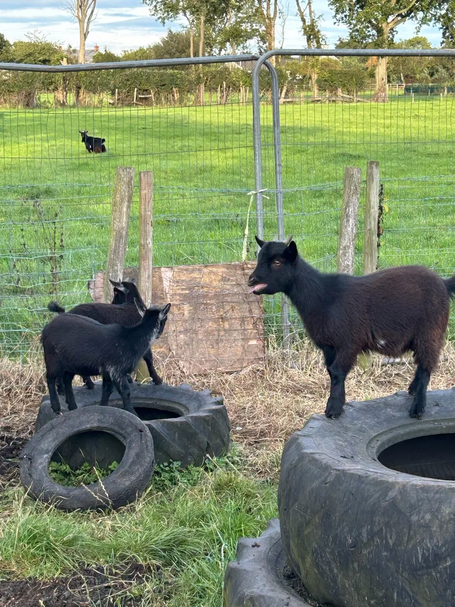 Pygmy goats - Image 2