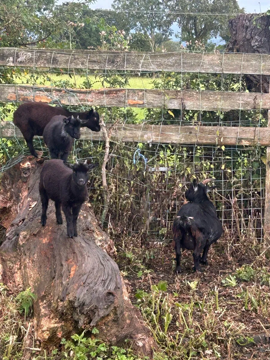 Pygmy goats - Image 3