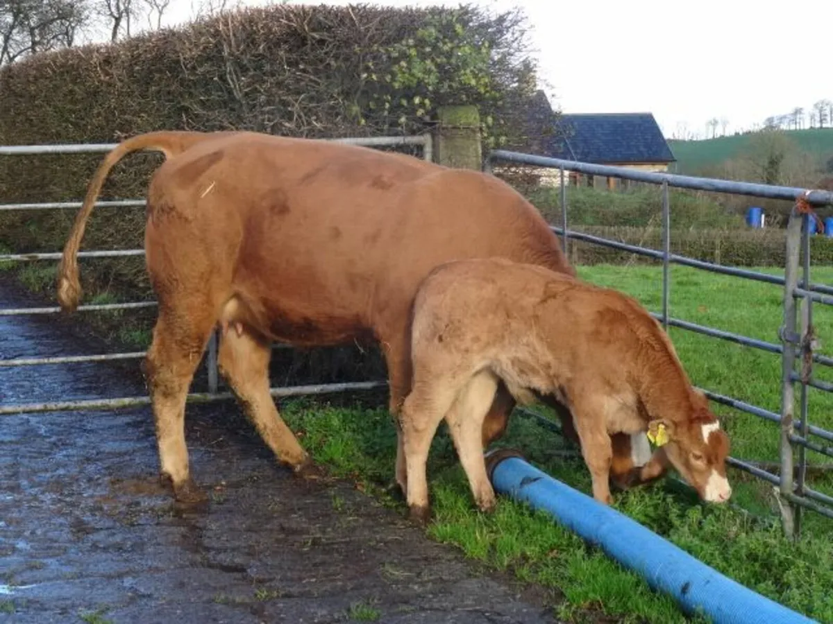 super heifer and bull calf - Image 1