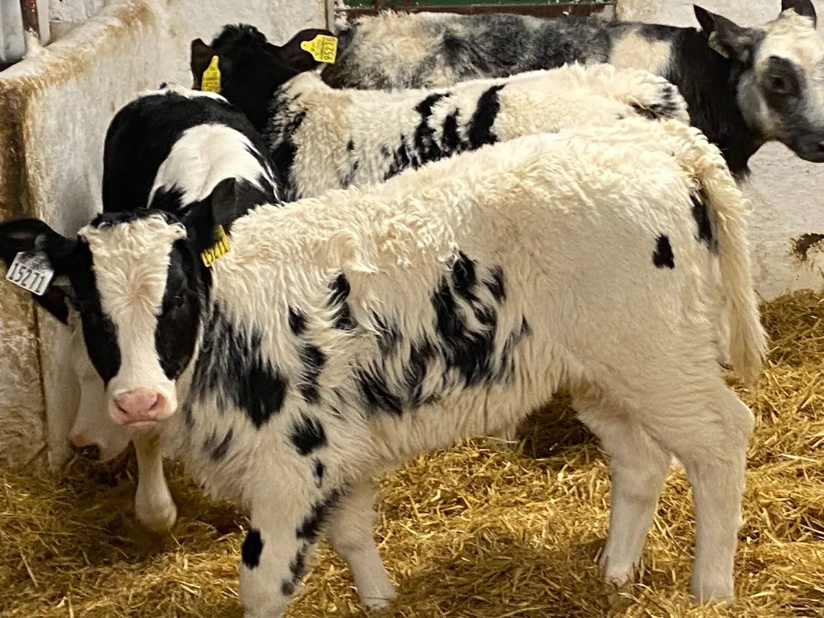 SUPER BBX HEIFER CALVES - Image 1