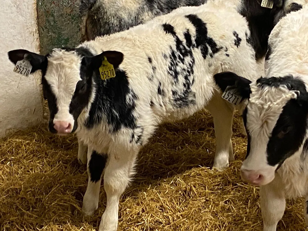 SUPER BBX HEIFER CALVES - Image 2