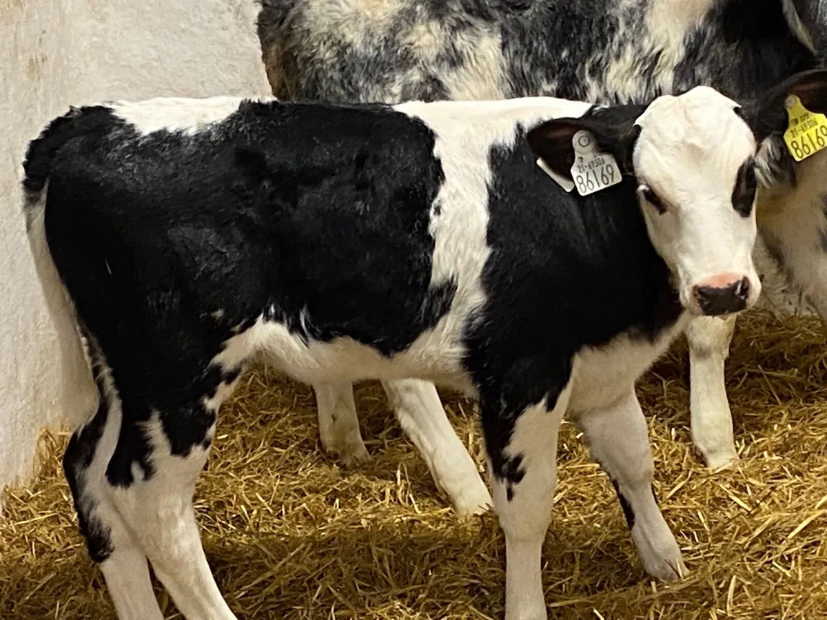 SUPER BBX HEIFER CALVES - Image 3