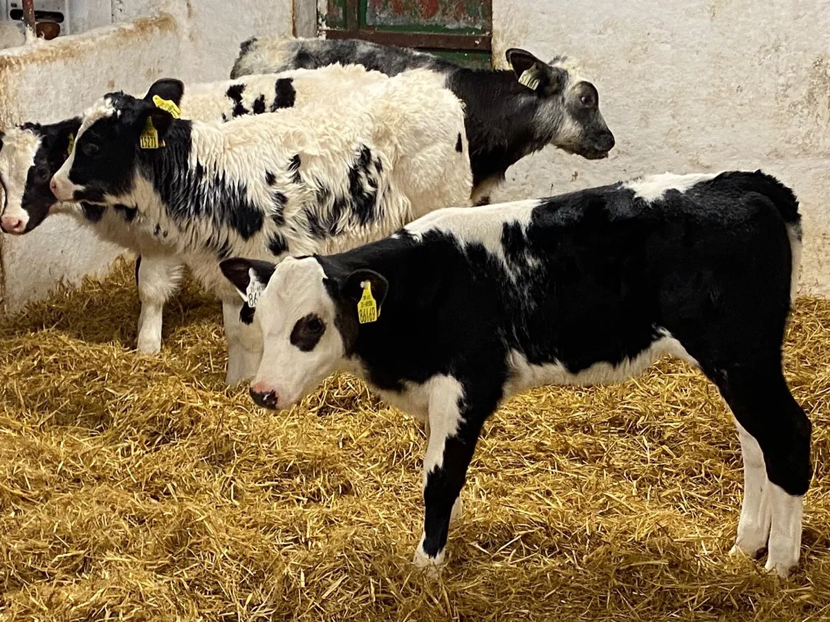 SUPER BBX HEIFER CALVES - Image 4