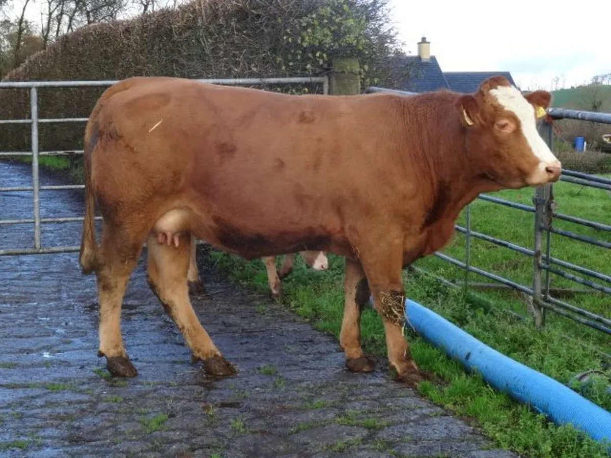 super heifer and bull calf - Image 2