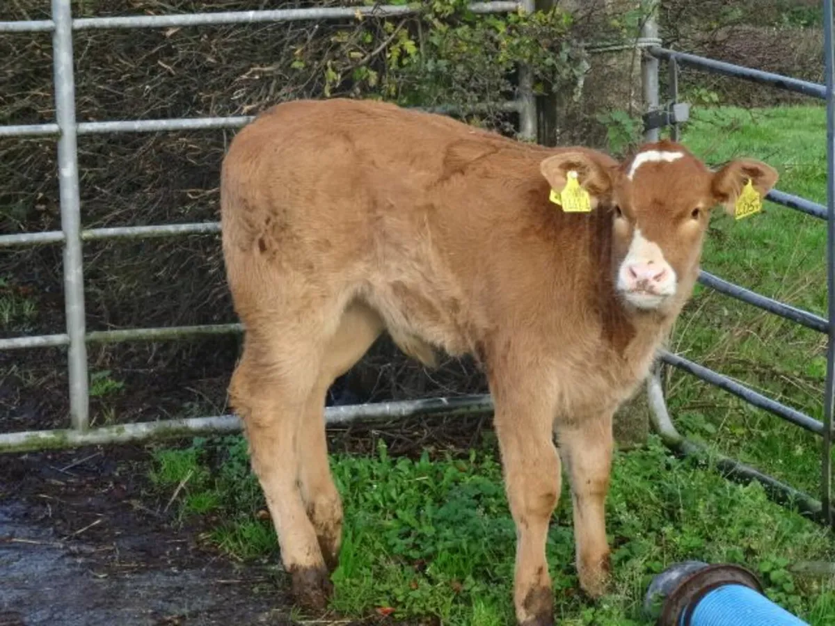super heifer and bull calf - Image 3