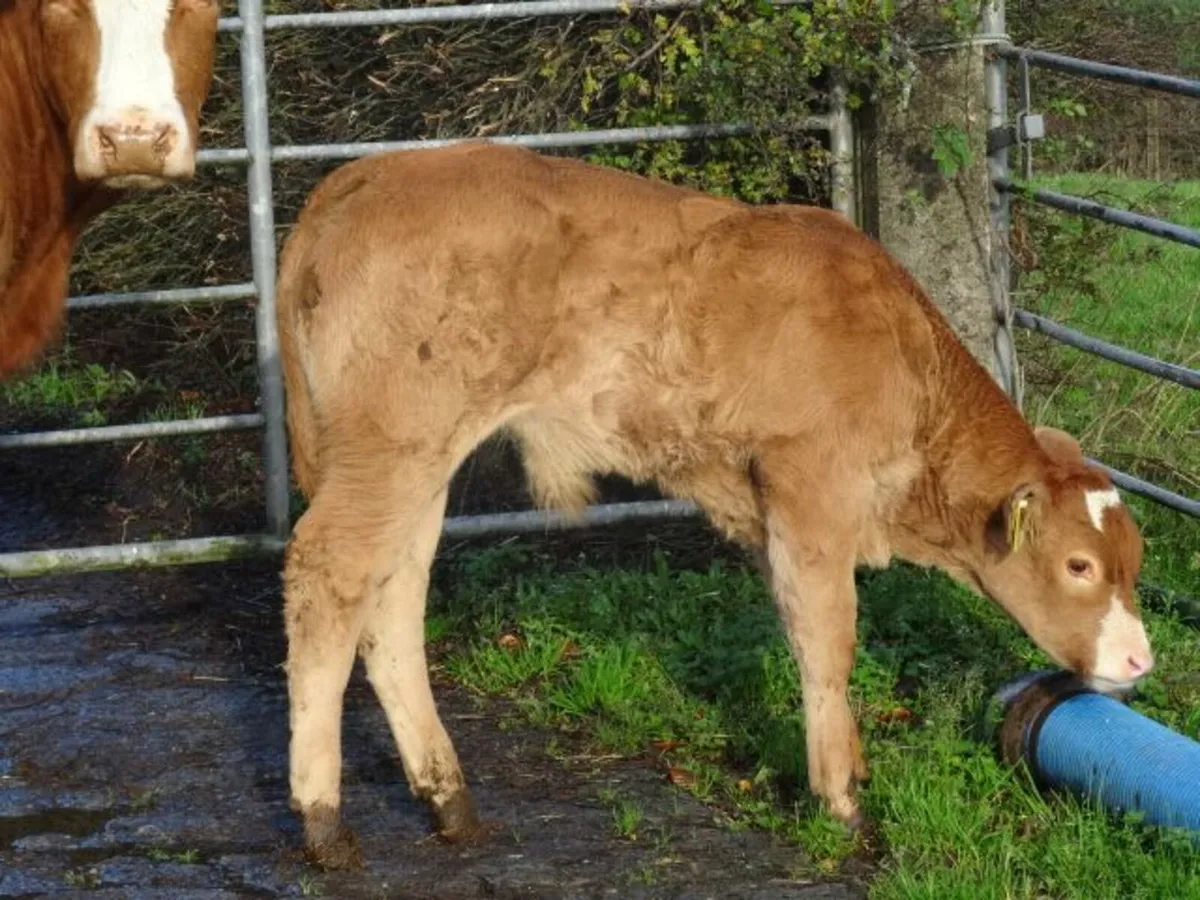 super heifer and bull calf - Image 4