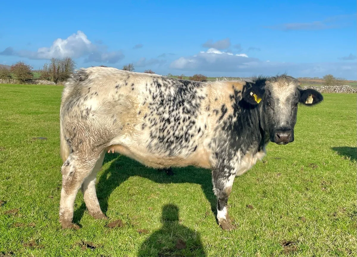 Breeding Heifers - Image 2