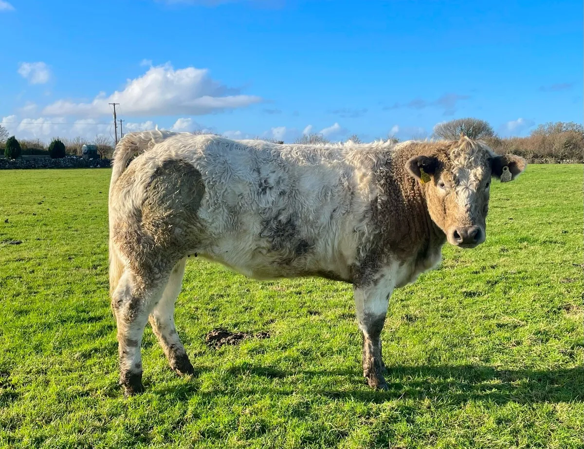 Breeding Heifers - Image 3
