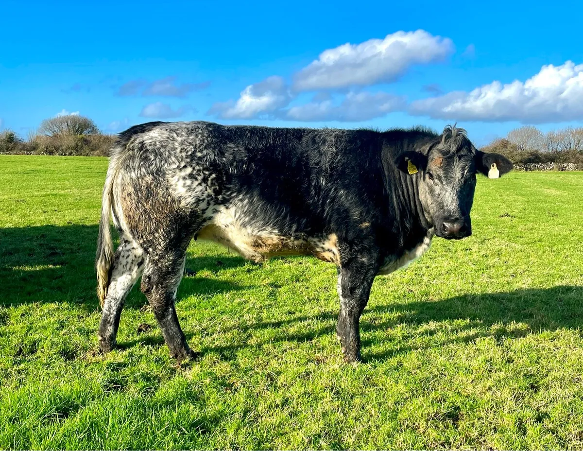 Breeding Heifers - Image 4
