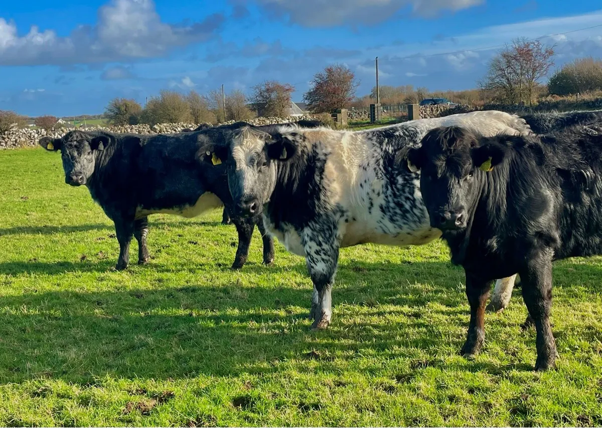 Breeding Heifers - Image 1