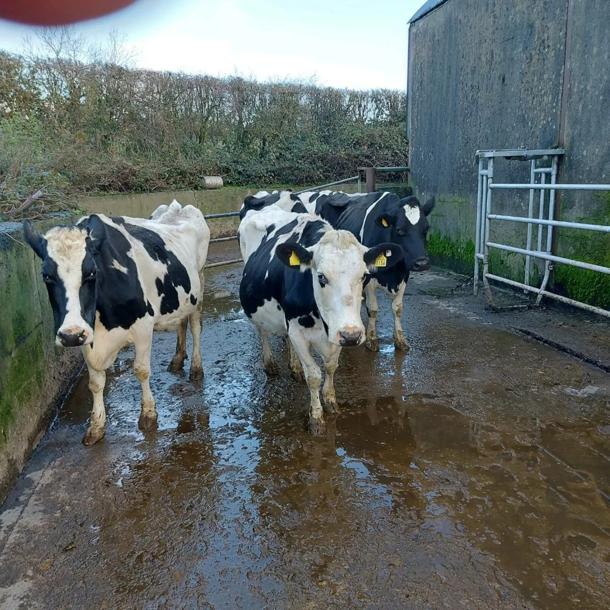 In calf cows - Image 1