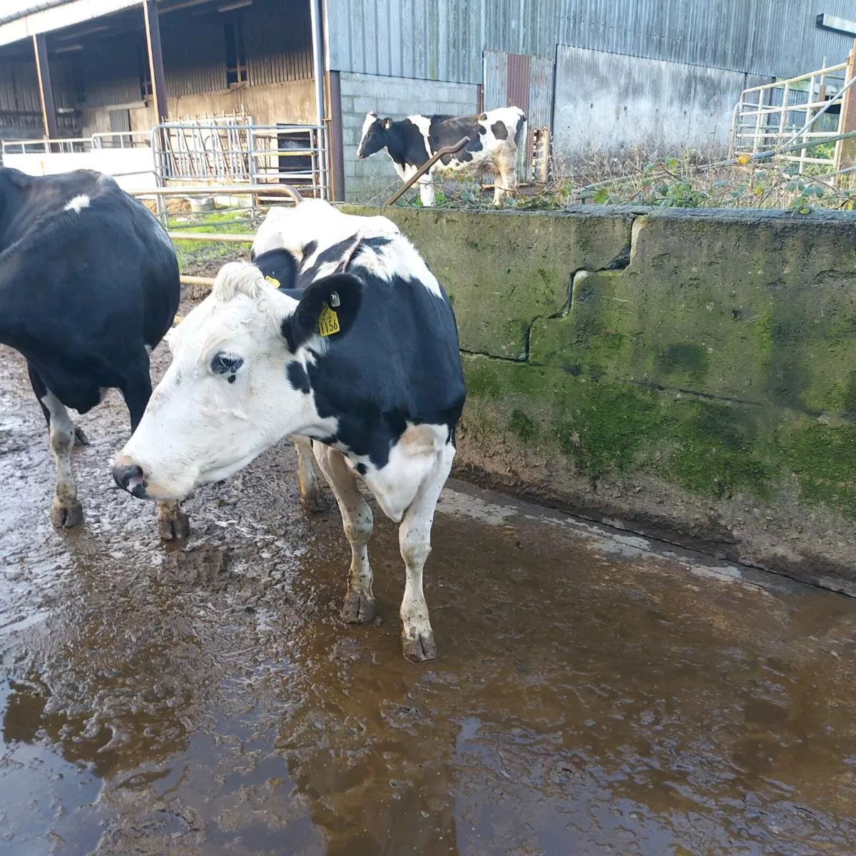 In calf cows - Image 2