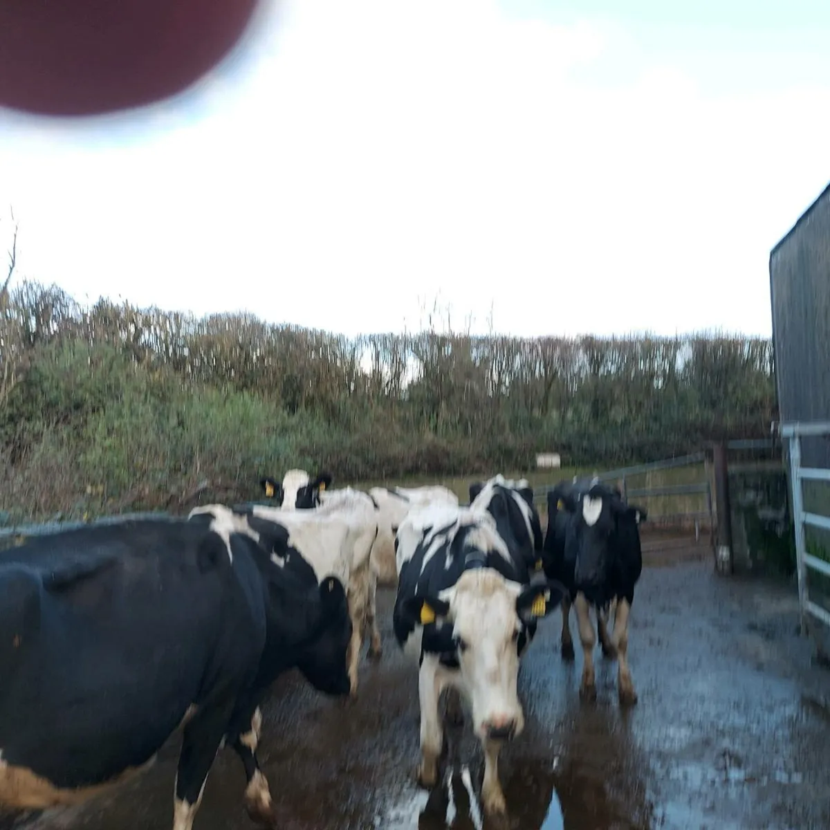 In calf cows - Image 3