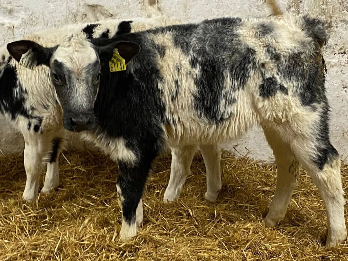 WESTWARD BOUND - THURSDAY 20/11/2025 - Image 2