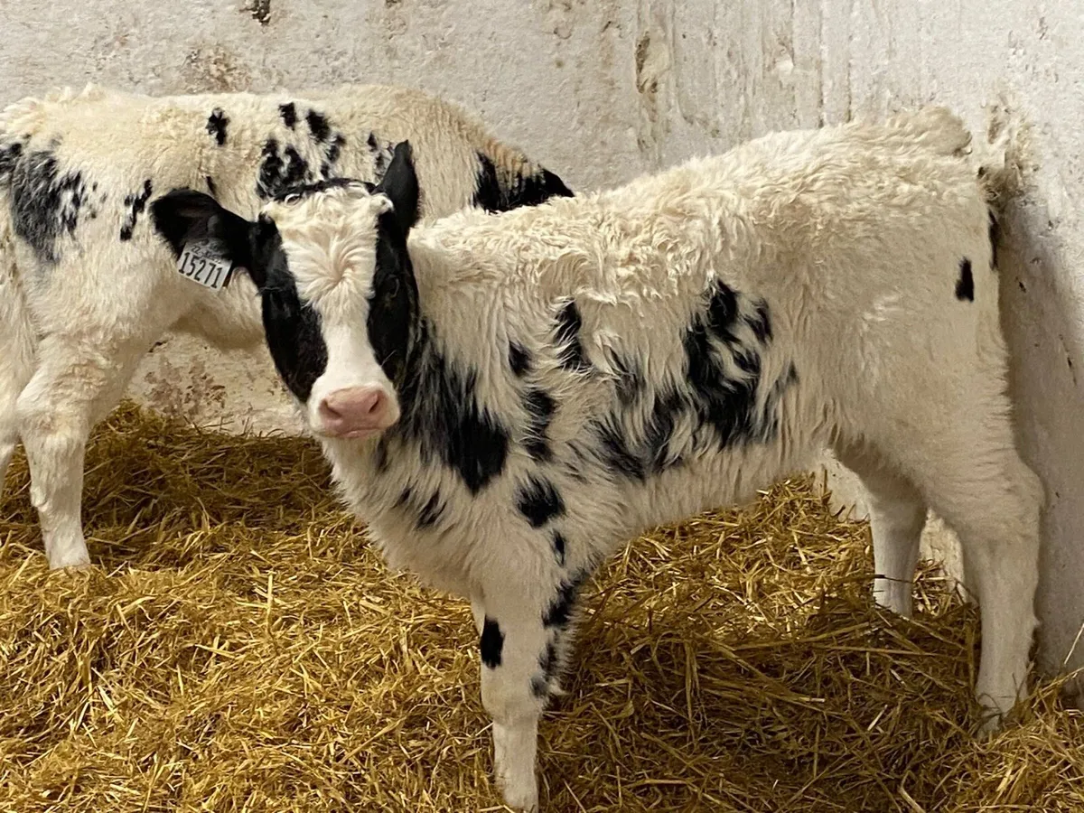 WESTWARD BOUND - THURSDAY 20/11/2025 - Image 3