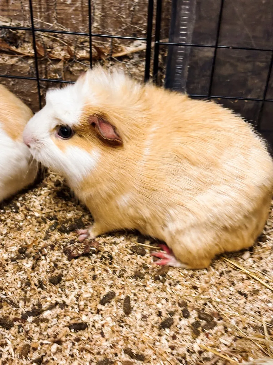 Guinea pig - Image 2
