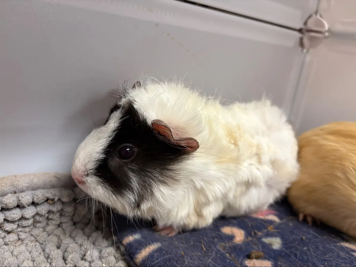 Guinea pig - Image 1