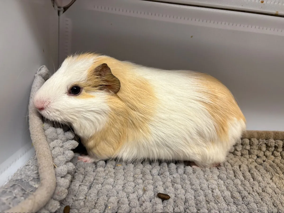 Guinea pig - Image 3