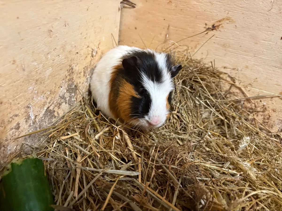 Guinea pig - Image 4