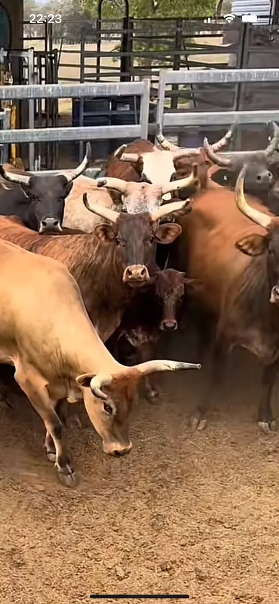 WANTED - cull cows bulls cattle