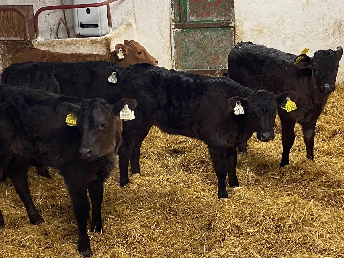 Super 5/6 Week Old LIM Heifer Calves - Image 1