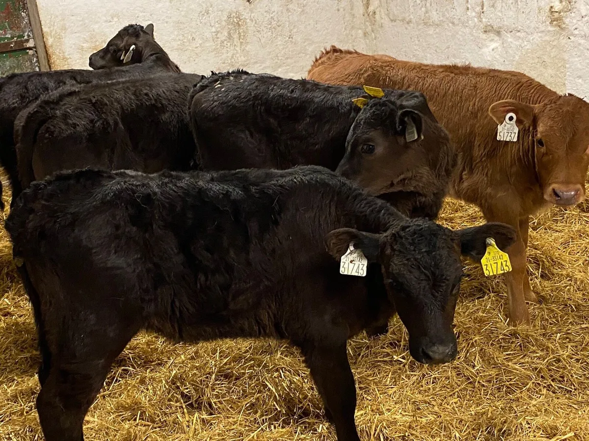 Super 5/6 Week Old LIM Heifer Calves - Image 2