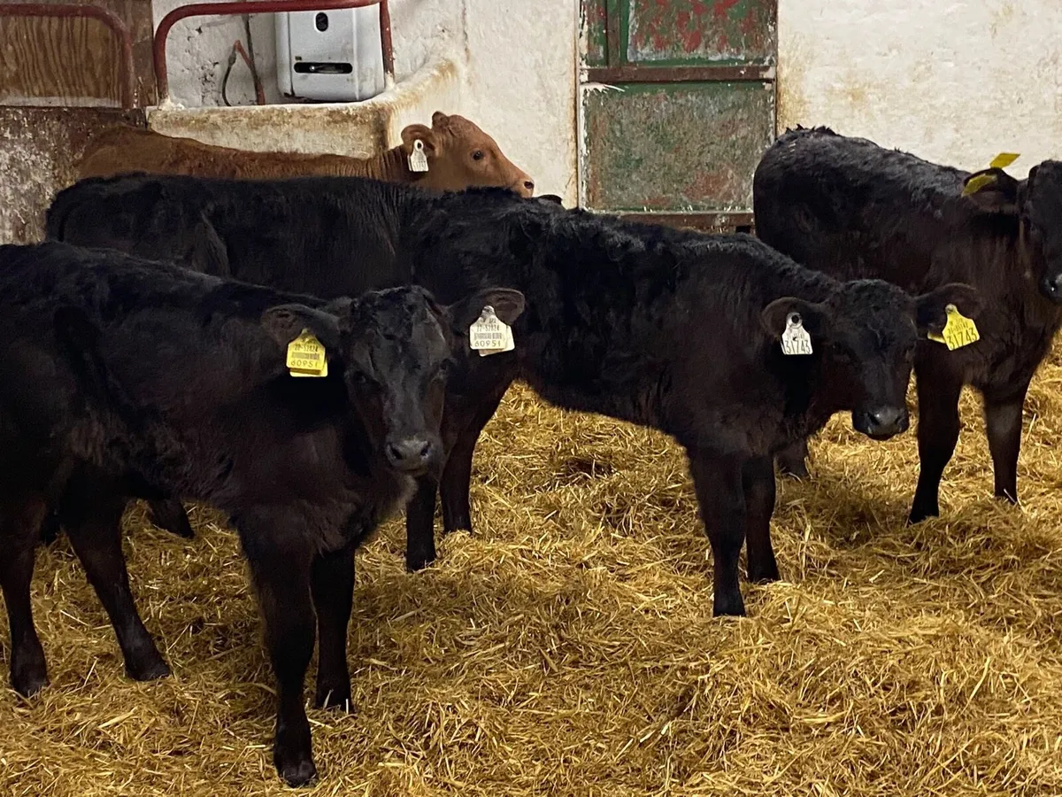 Super 5/6 Week Old LIM Heifer Calves - Image 3