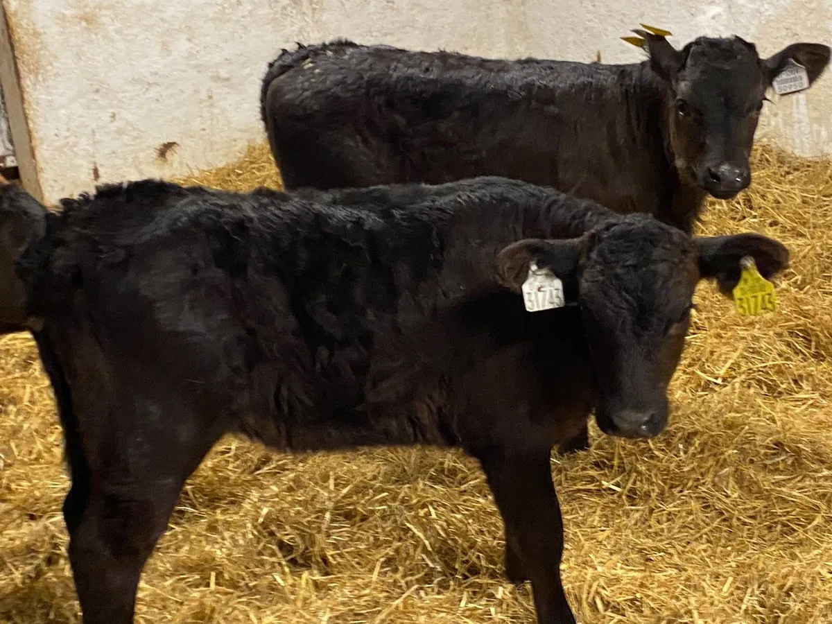 Super 5/6 Week Old LIM Heifer Calves - Image 4