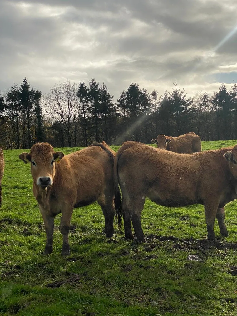 16 Organic cattle for sale - Image 1
