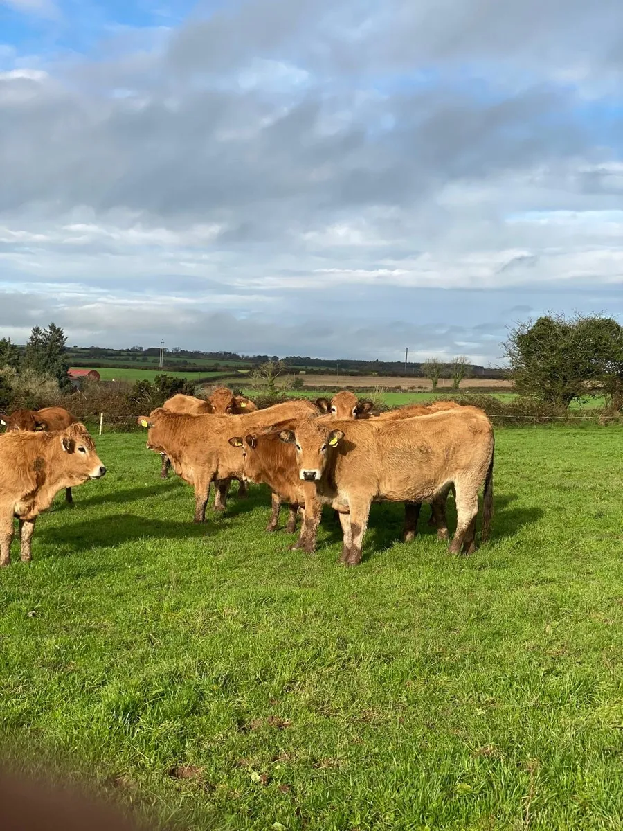 16 Organic cattle for sale - Image 2
