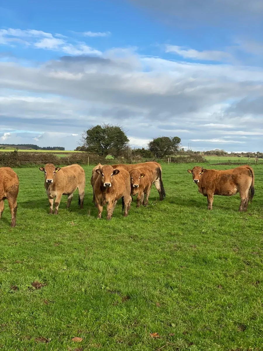 16 Organic cattle for sale - Image 3