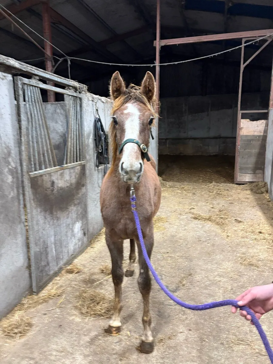 8 month old strawberry roan filly - Image 1