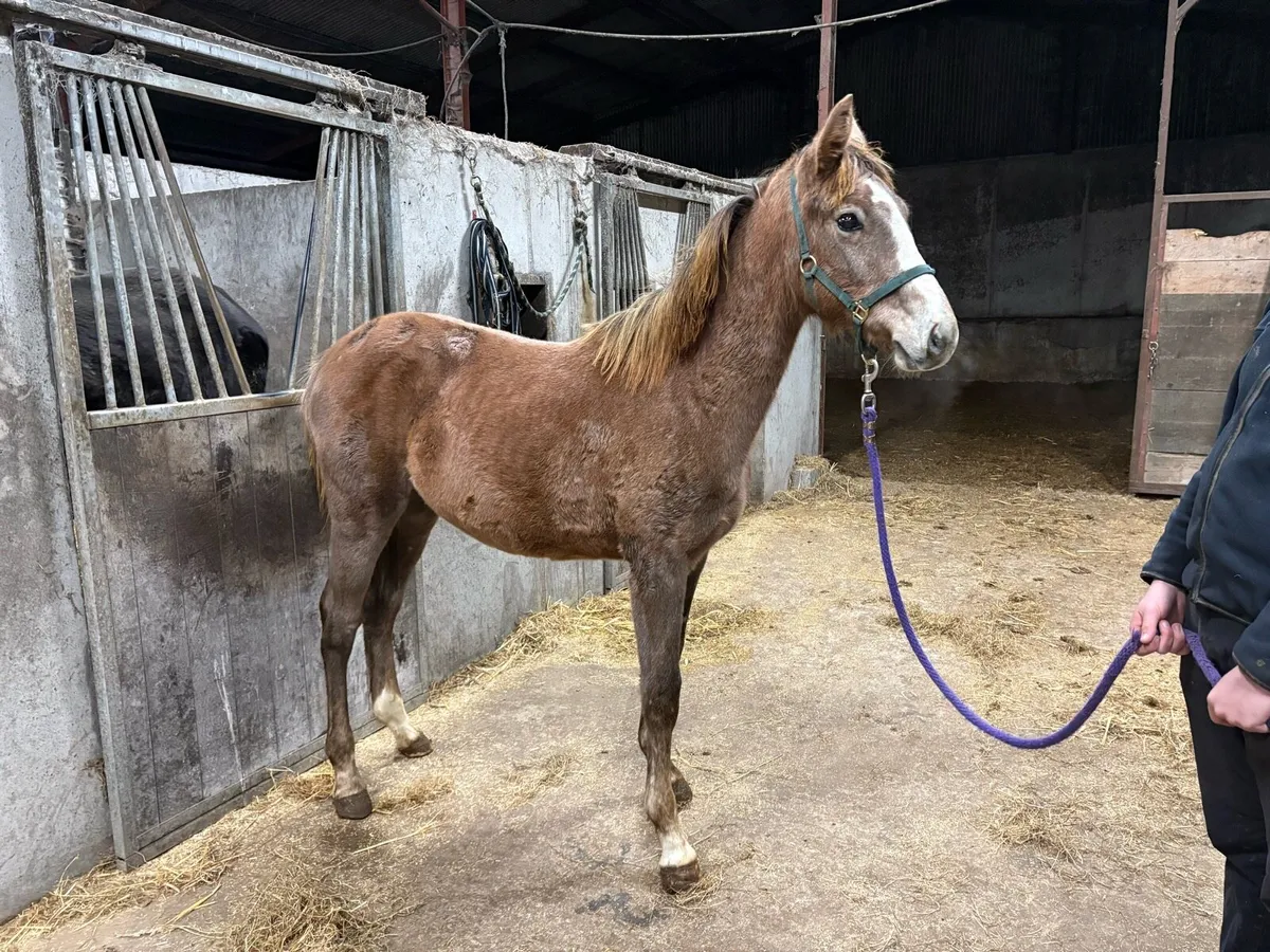 8 month old strawberry roan filly - Image 2