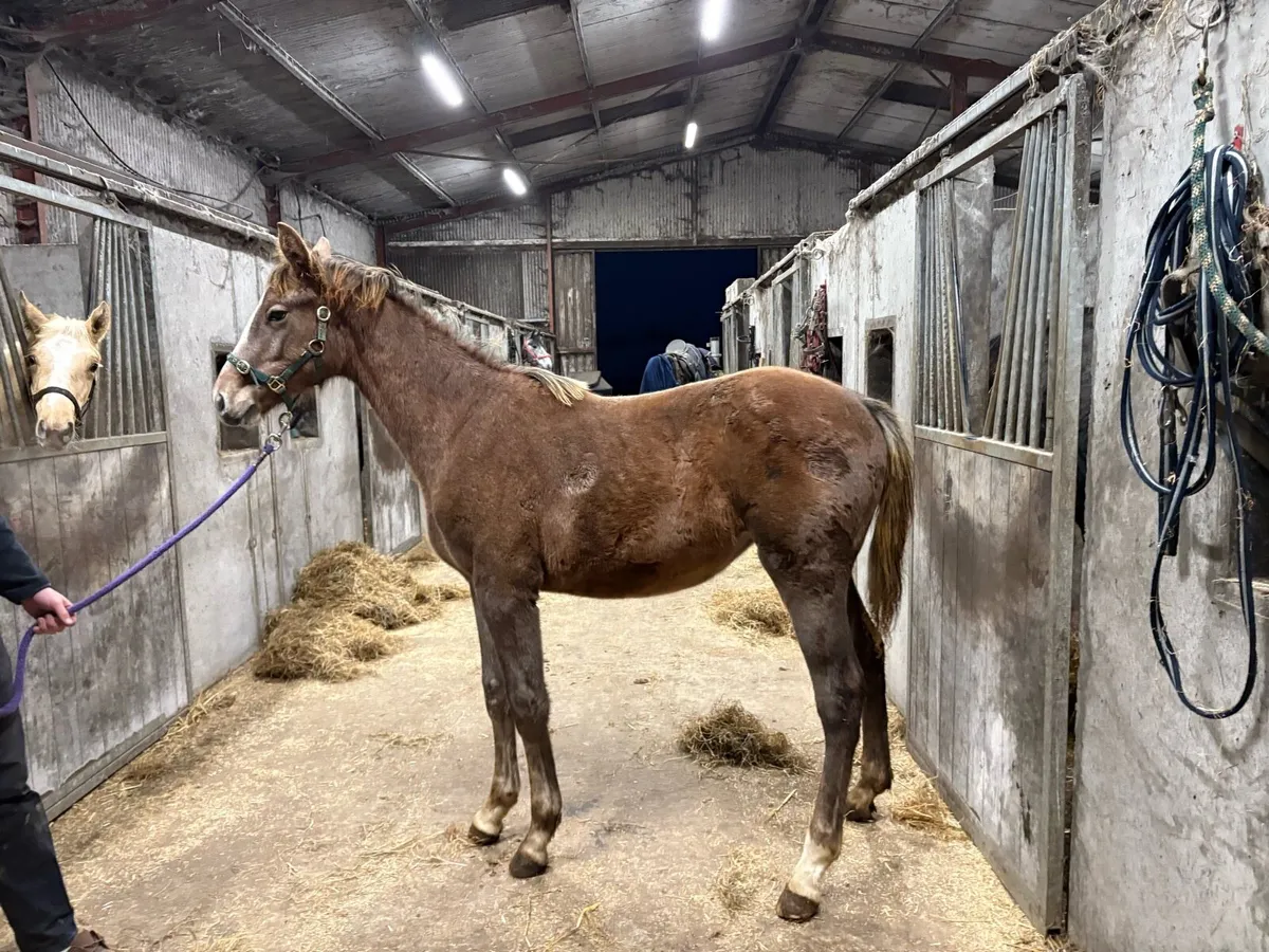 8 month old strawberry roan filly - Image 3