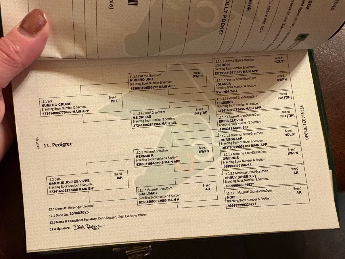 8 month old strawberry roan filly - Image 4