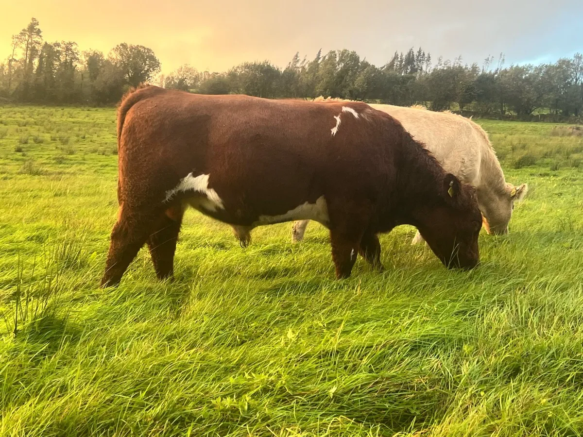 Shorthorn Bull - Image 2