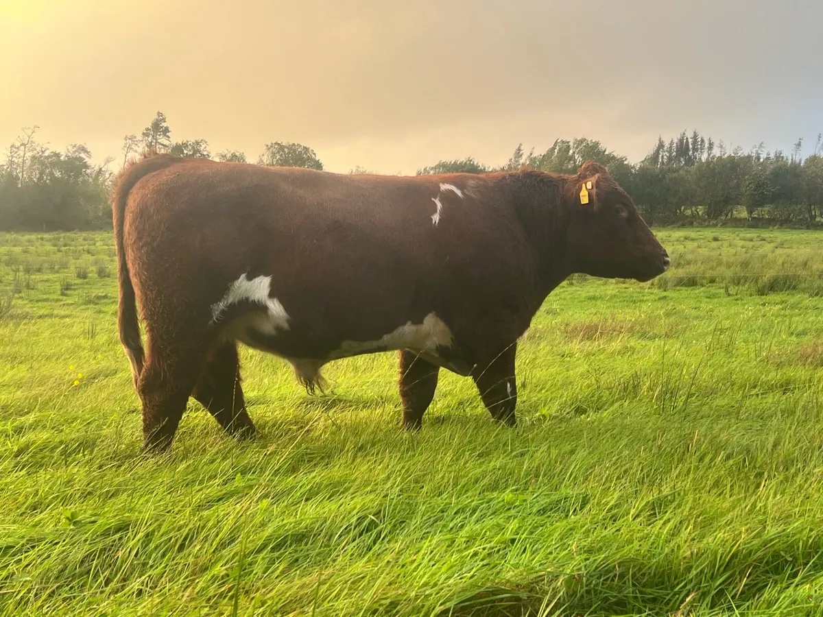 Shorthorn Bull - Image 1