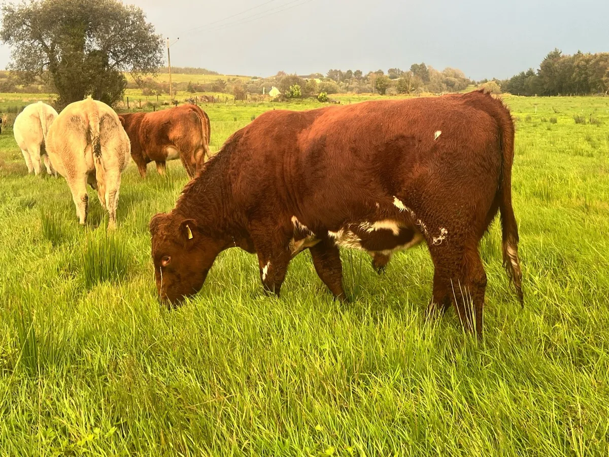 Shorthorn Bull - Image 4