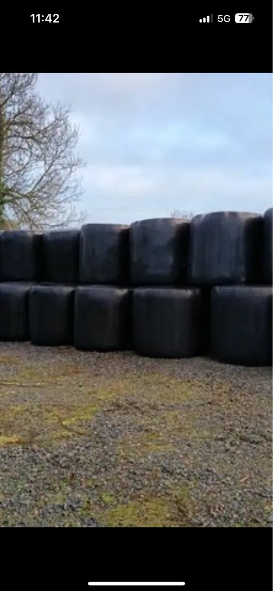 Round bales of silage - Image 1