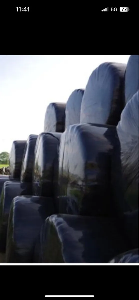 Round bales of silage - Image 2