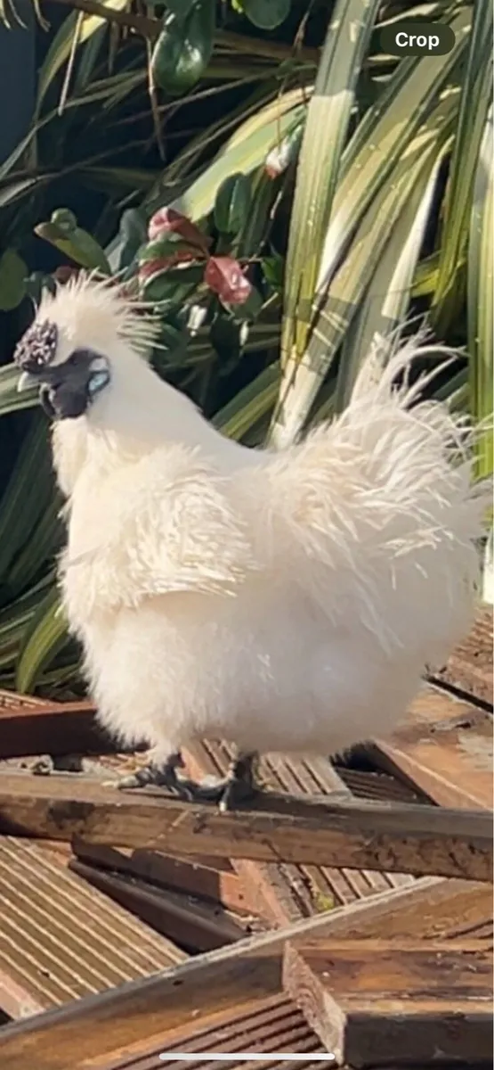 Roosters 🐓 - Image 2