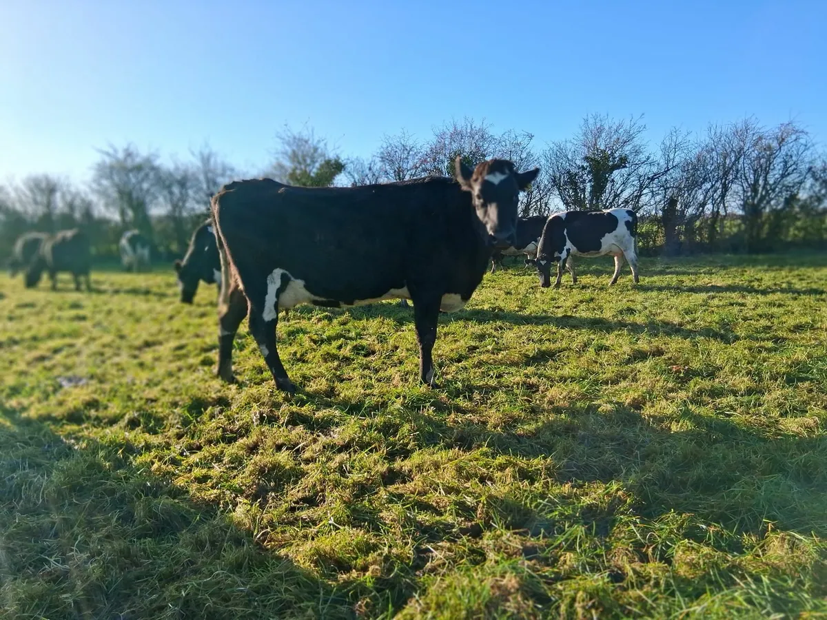 Milking cow - Image 1