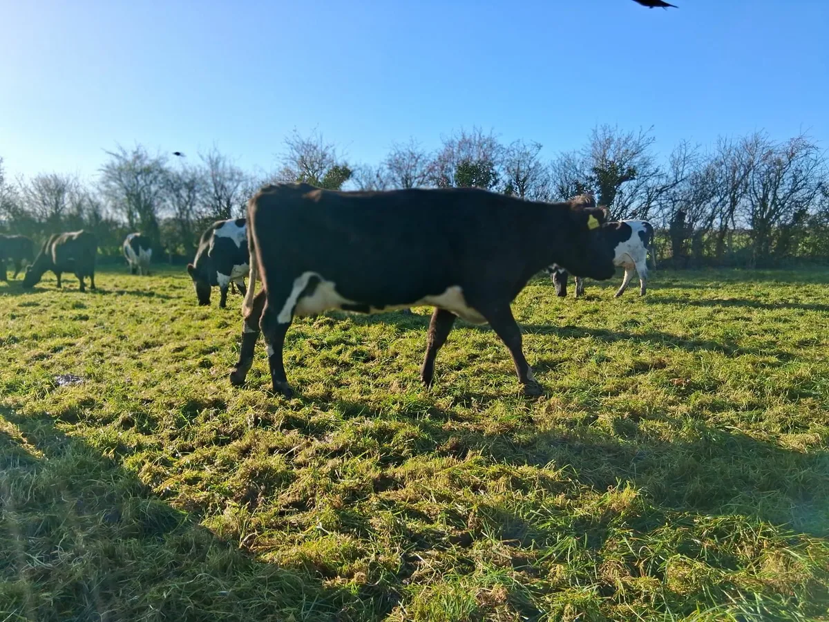 Milking cow - Image 3