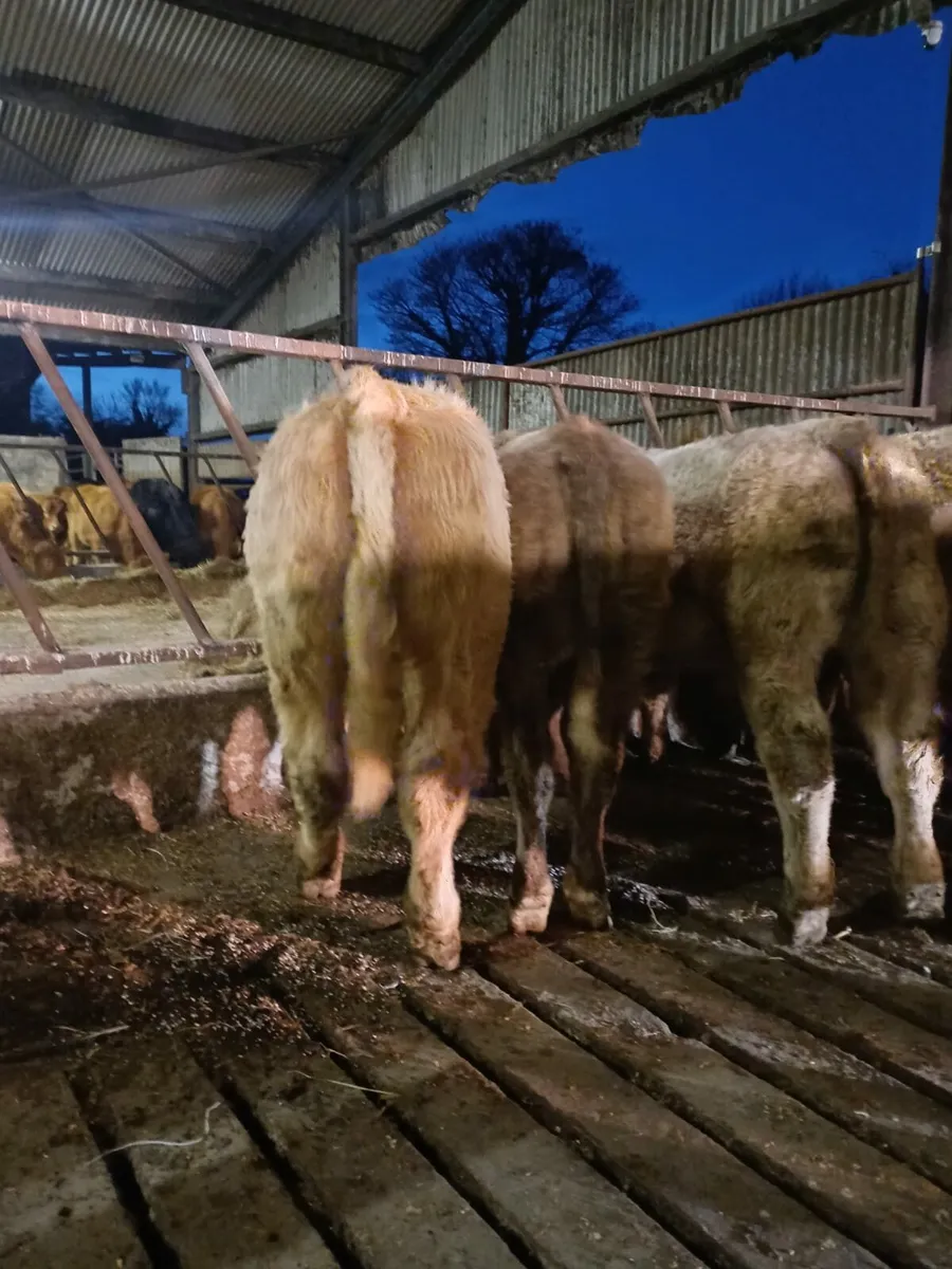 Organic weanlings - Image 1